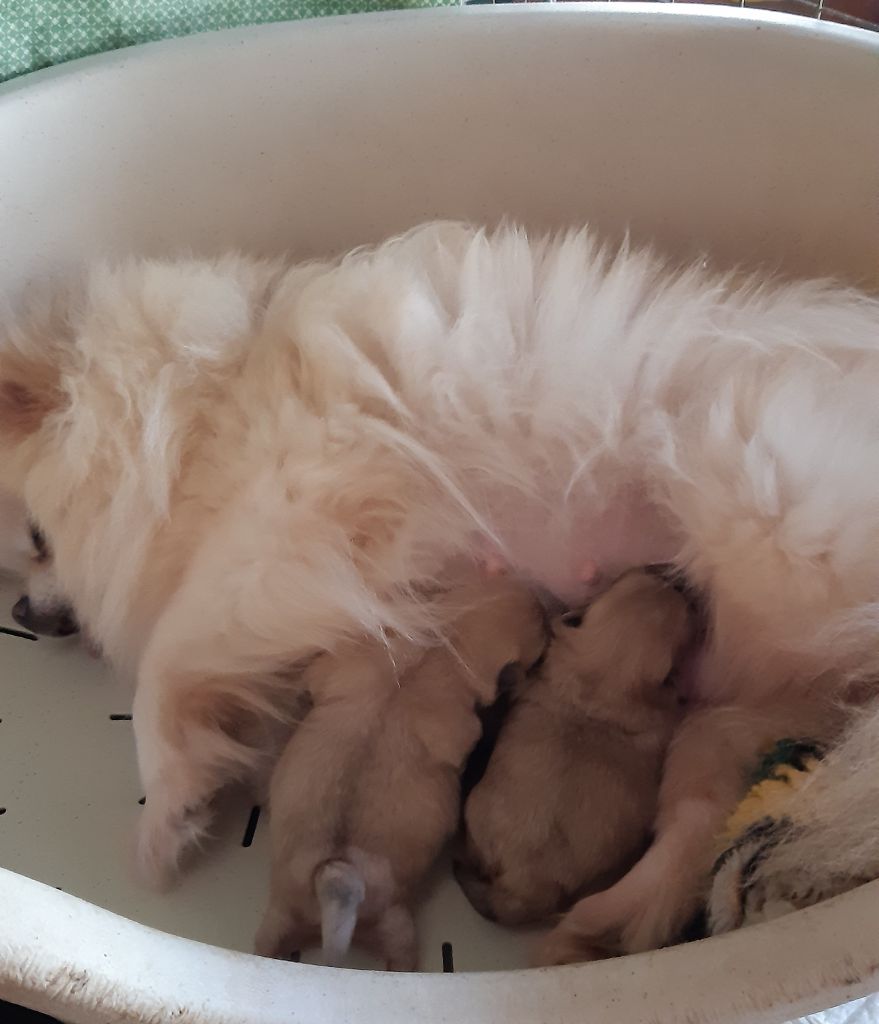 De la bacska - Naissance chiots spitz