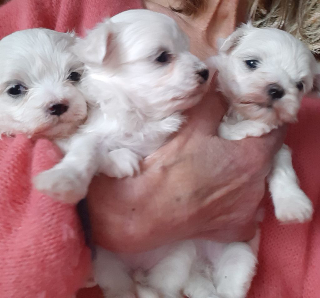 De la bacska - Chiots bichons maltais